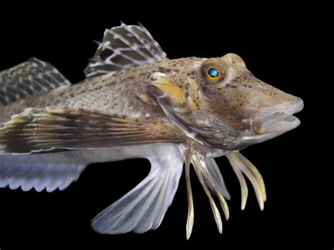 These Fish Have Legs—and They Can Use Them to .